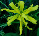 Heavenly Array of Sunshine Daylily